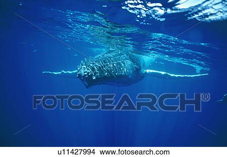 Humpback whale (Megaptera novaeangliae) resting at surface. Hawaii, USA. View Large Photo Image Picture - Humpback whale (Megaptera novaeangliae) resting at surface. Hawaii, USA.. Fotosearch