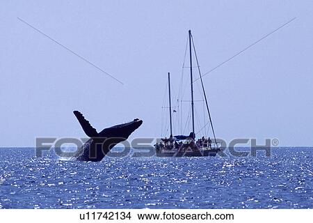 Picture - Humpback Whale (Megaptera novaeangliae) Adult breaching near sailboat. AuAu Channel, Maui, Hawaii, USA. (rr). Fotosearch