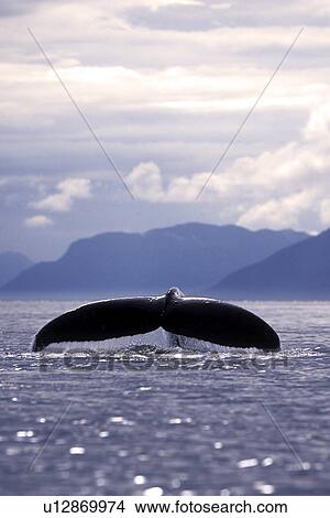 Humpback Whale (Megaptera novaeangliae) fluke-up dive. Frederick Sound, Southeast Alaska, USA. View Large Photo Image Picture - Humpback Whale (Megaptera novaeangliae) fluke-up dive. Frederick Sound, Southeast Alaska, USA.. Fotosearch