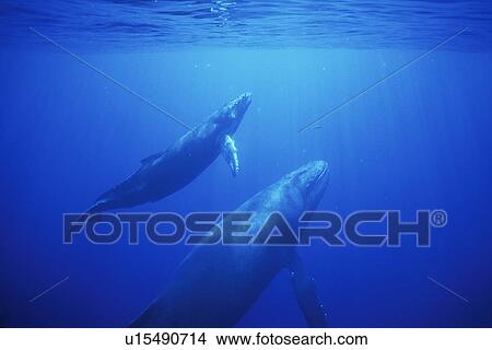 Humpback Whale (Megaptera novaeangliae) Mother and calf underwater in the AuAu Channel, Maui, Hawaii, USA. Pacific Ocean. View Large Photo Image Picture - Humpback Whale (Megaptera novaeangliae) Mother and calf underwater in the AuAu Channel, Maui, Hawaii, USA. Pacific Ocean.. Fotosearch