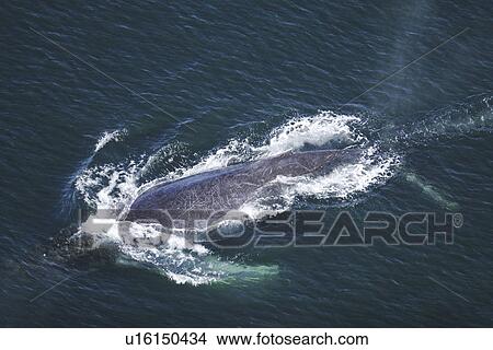 Humpback Whale (Megaptera novaeangliae) Aerial view of adult surfacing off Chichagof Island in Southeast Alaska, USA. Pacific Ocean. View Large Photo Image Picture - Humpback Whale (Megaptera novaeangliae) Aerial view of adult surfacing off Chichagof Island in Southeast Alaska, USA. Pacific Ocean.. Fotosearch