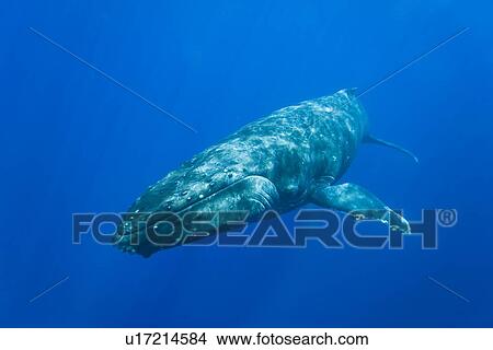 Picture - Humpback whale (Megaptera novaeangliae) underwater in the AuAu Channel between the islands of Maui and Lanai, Hawaii, USA. Each year humpback whales return to these waters in the winter and spring to mate and give birth to their calves. In the summer and . Fotosearch