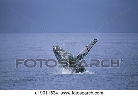 Picture - Humpback whale (Megaptera novaeangliae) breaching with long, white pectoral fin visible. Hawaii, USA.. Fotosearch