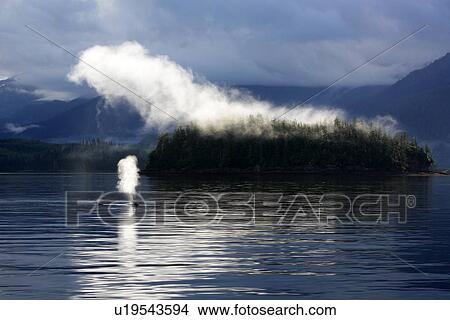 Humpback Whale (Megaptera novaeangliae) surfacing in mist in Hobart Bay, Southeast Alaska, USA. Pacific Ocean. View Large Photo Image Picture - Humpback Whale (Megaptera novaeangliae) surfacing in mist in Hobart Bay, Southeast Alaska, USA. Pacific Ocean.. Fotosearch