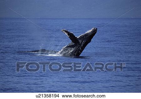 Humpback whale (Megaptera novaeangliae) breaching with long pectoral fin visible. Hawaii, USA. View Large Photo Image Picture - Humpback whale (Megaptera novaeangliae) breaching with long pectoral fin visible. Hawaii, USA.. Fotosearch