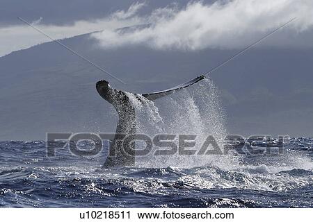 Humpback Whale (Megaptera novaeangliae) Lob tailing Hawaii, North America View Large Photo Image Stock Image - Humpback Whale (Megaptera novaeangliae) Lob tailing Hawaii, North America . Fotosearch