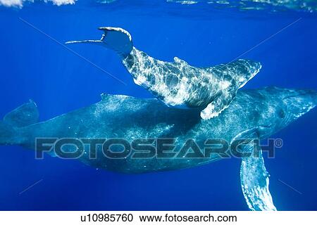 Stock Image - Humpback whale (Megaptera novaeangliae) underwater in the AuAu Channel between the islands of Maui and Lanai, Hawaii, USA. Each year humpback whales return to these waters in the winter and spring to mate and give birth to their calves. In the summer and . Fotosearch