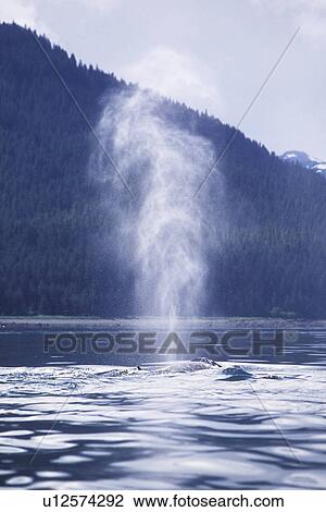 Humpback Whale (Megaptera novaeangliae) Adult surfacing (note blow) Icy Strait, Southeast Alaska, USA. Pacific Ocean. View Large Photo Image Stock Image - Humpback Whale (Megaptera novaeangliae) Adult surfacing (note blow) Icy Strait, Southeast Alaska, USA. Pacific Ocean.. Fotosearch
