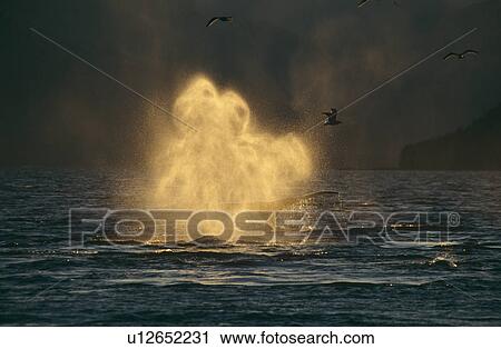 Stock Image - Humpback Whale (Megaptera novaeangliae) blowing. Tenakee Inlet, South East Alaska. Fotosearch