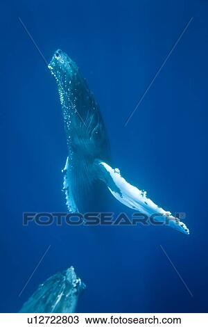 Humpback whale (Megaptera novaeangliae) underwater in the AuAu Channel between the islands of Maui and Lanai, Hawaii, USA. Each year humpback whales return to these waters in the winter and spring to mate and give birth to their calves. In the summer and View Large Photo Image Stock Image - Humpback whale (Megaptera novaeangliae) underwater in the AuAu Channel between the islands of Maui and Lanai, Hawaii, USA. Each year humpback whales return to these waters in the winter and spring to mate and give birth to their calves. In the summer and . Fotosearch