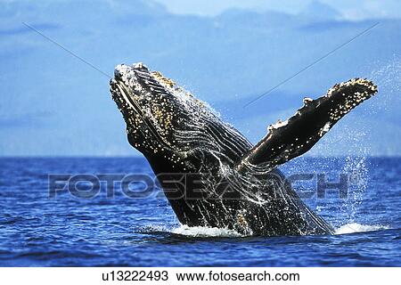 Humpback Whale (Megaptera novaeangliae) Calf breaching. Chatham Strait, Southeast Alaska, USA. View Large Photo Image Stock Image - Humpback Whale (Megaptera novaeangliae) Calf breaching. Chatham Strait, Southeast Alaska, USA.. Fotosearch