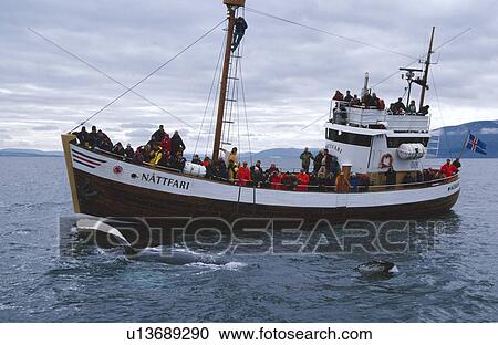 Stock Image - Humpback whale (Megaptera novaeangliae) with long pectoral fin held out of the water in front of boat full of whale-watchers. Husavík, Iceland. Fotosearch
