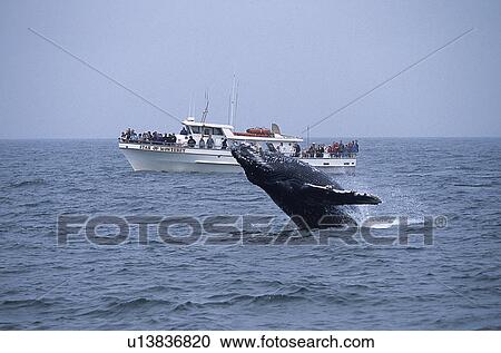 Humpback whale (Megaptera novaeangliae) being friendly or curious towards whale watch boat full of people, whale is spy hopping. National marine sanctuary, Monterey bay, California Pacific ocean, USA. View Large Photo Image Stock Image - Humpback whale (Megaptera novaeangliae) being friendly or curious towards whale watch boat full of people, whale is spy hopping. National marine sanctuary, Monterey bay, California Pacific ocean, USA.. Fotosearch
