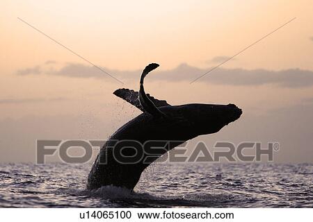 Humpback whale (Megaptera novaeangliae) calf breaching at sunset in the AuAu Channel, Maui, Hawaii, USA. Pacific Ocean. View Large Photo Image Stock Image - Humpback whale (Megaptera novaeangliae) calf breaching at sunset in the AuAu Channel, Maui, Hawaii, USA. Pacific Ocean.. Fotosearch