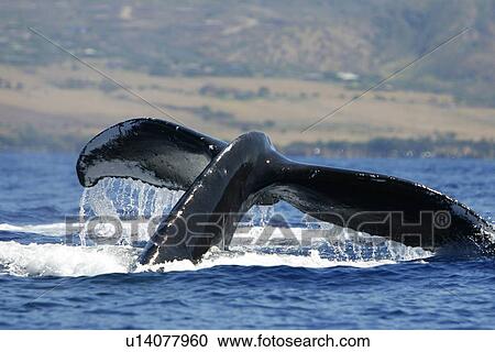 Stock Image - Humpback Whale (Megaptera novaeangliae) in the AuAu Channel, Maui, Hawaii, USA. Pacific Ocean.. Fotosearch