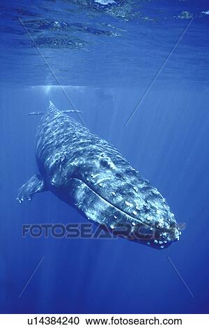 Humpback Whale (Megaptera novaeangliae) Curious adult underwater in the AuAu Channel between Maui and Lanai in Hawaii, USA. Pacific Ocean. View Large Photo Image Stock Image - Humpback Whale (Megaptera novaeangliae) Curious adult underwater in the AuAu Channel between Maui and Lanai in Hawaii, USA. Pacific Ocean.. Fotosearch