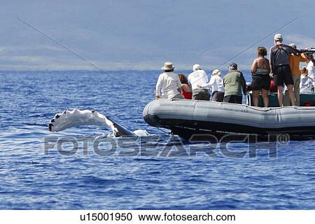 Stock Image - Humpback whale (Megaptera novaeangliae) approaching commercial whale watching boat (pectoral fin above water) in the AuAu Channel off Lahaina, Maui, Hawaii. Pacific Ocean. No model or property releases for this image.. Fotosearch