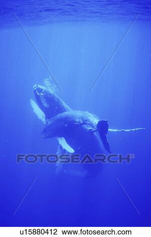 Humpback Whale (Megaptera novaeangliae) Mother and calf underwater in the AuAu Channel, Maui, Hawaii, USA. Pacific Ocean. View Large Photo Image Stock Image - Humpback Whale (Megaptera novaeangliae) Mother and calf underwater in the AuAu Channel, Maui, Hawaii, USA. Pacific Ocean.. Fotosearch