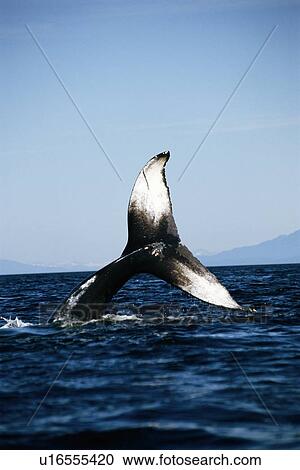 Humpback whale (Megaptera novaeangliae) with tail flukes high in the air. Alaska View Large Photo Image Stock Image - Humpback whale (Megaptera novaeangliae) with tail flukes high in the air. Alaska. Fotosearch