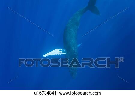 Humpback whale (Megaptera novaeangliae) underwater in the AuAu Channel between the islands of Maui and Lanai, Hawaii, USA. Each year humpback whales return to these waters in the winter and spring to mate and give birth to their calves. In the summer and View Large Photo Image Stock Image - Humpback whale (Megaptera novaeangliae) underwater in the AuAu Channel between the islands of Maui and Lanai, Hawaii, USA. Each year humpback whales return to these waters in the winter and spring to mate and give birth to their calves. In the summer and . Fotosearch