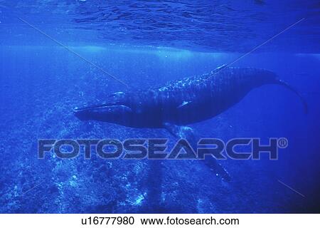 Humpback Whale (Megaptera novaeangliae) Adult male underwater, Molokini Crater near Maui, Hawaii, USA. Pacific Ocean. View Large Photo Image Stock Image - Humpback Whale (Megaptera novaeangliae) Adult male underwater, Molokini Crater near Maui, Hawaii, USA. Pacific Ocean.. Fotosearch