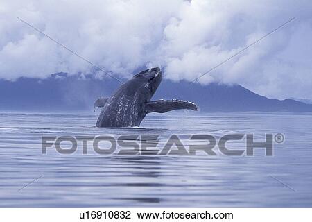 Stock Image - Humpback Whale (Megaptera novaeangliae) Adult breaching with pectoral fins spread wide. Icy Strait, Southeast, Alaska, USA.. Fotosearch