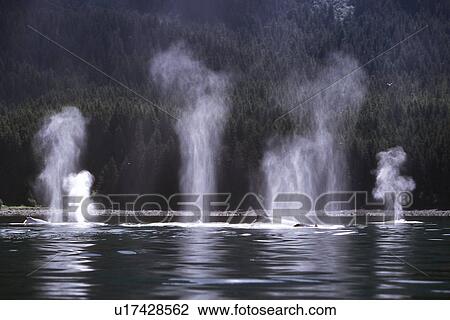 Stock Image - Humpback Whale (Megaptera novaeangliae) pod surfacing (blow detail) off Point Adolphus, Southeast Alaska, USA. |. Fotosearch