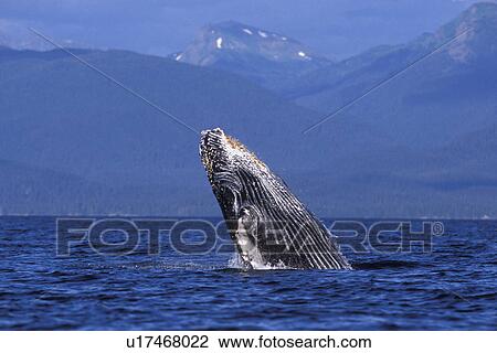 Stock Image - Humpback Whale (Megaptera novaeangliae) Calf breaching/head-lunging. Chatham Strait, Southeast Alaska, USA. Pacific Ocean.. Fotosearch