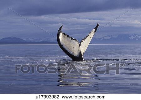 Humpback Whale (Megaptera novaeangliae) Adult, fluke-up dive, Frederick Sound, Southeast Alaska, USA. Pacific Ocean. View Large Photo Image Stock Image - Humpback Whale (Megaptera novaeangliae) Adult, fluke-up dive, Frederick Sound, Southeast Alaska, USA. Pacific Ocean.. Fotosearch