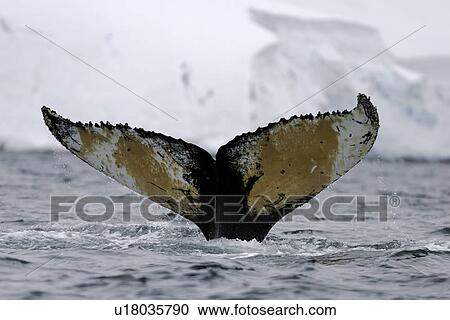 Humpback Whale (Megaptera novaeangliae) fluke-up dive. Wilhelmina Bay, Antarctica. View Large Photo Image Stock Image - Humpback Whale (Megaptera novaeangliae) fluke-up dive. Wilhelmina Bay, Antarctica.. Fotosearch
