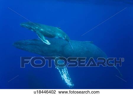 Humpback whale (Megaptera novaeangliae) underwater in the AuAu Channel between the islands of Maui and Lanai, Hawaii, USA. Each year humpback whales return to these waters in the winter and spring to mate and give birth to their calves. In the summer and View Large Photo Image Stock Image - Humpback whale (Megaptera novaeangliae) underwater in the AuAu Channel between the islands of Maui and Lanai, Hawaii, USA. Each year humpback whales return to these waters in the winter and spring to mate and give birth to their calves. In the summer and . Fotosearch