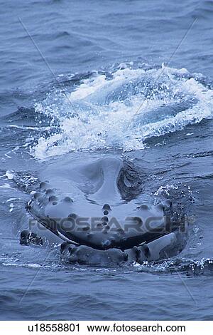 Stock Image - Humpback whale, Megaptera novaeangliae, being friendly or curious towards whale watch boat, whale is facing photographer showing tubercles and vibrissae, Monterey bay, California, USA, Pacific ocean, national marine sanctuary, endangered, vertical. Fotosearch