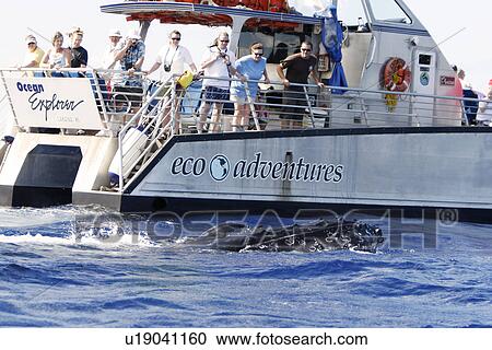 Stock Image - Humpback whale (Megaptera novaeangliae) approaching commercial whale watching boats in the AuAu Channel off Lahaina, Maui, Hawaii. Pacific Ocean. No model or property releases for this image.. Fotosearch