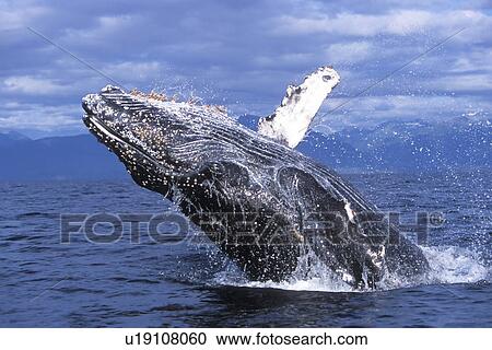 Stock Image - Humpback Whale (Megaptera novaeangliae) calf breaching. Chichagof Island, Chatham Strait, Southeast Alaska, USA. Pacific Ocean.. Fotosearch