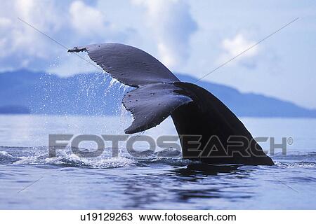 Stock Image - Humpback Whale (Megaptera novaeangliae) Adult, fluke-up dive, off Pt. Adolphus in Icy Strait, Southeast Alaska, USA. Pacific Ocean.. Fotosearch