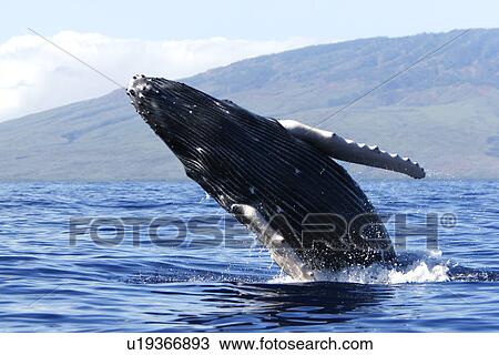 Humpback whale (Megaptera novaeangliae) calf breaching in the AuAu Channel, Maui, Hawaii, USA. Pacific Ocean. View Large Photo Image Stock Image - Humpback whale (Megaptera novaeangliae) calf breaching in the AuAu Channel, Maui, Hawaii, USA. Pacific Ocean.. Fotosearch