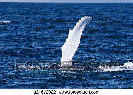 Stock Image - Humpback whale {Megaptera novaeangliae} slapping water with long fluke, Iceland. Fotosearch