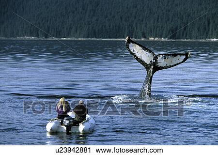 Stock Image - Humpback Whale (Megaptera novaeangliae) Adult tail-slapping near researchers. Chatham Strait, Southeast Alaska, USA. Model released.. Fotosearch