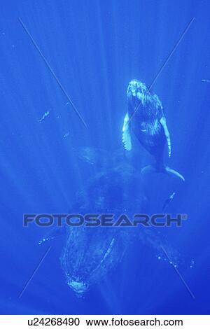Stock Image - Humpback Whale (Megaptera novaeangliae) Auau Channel, Maui, Hawaii, USA. Fotosearch