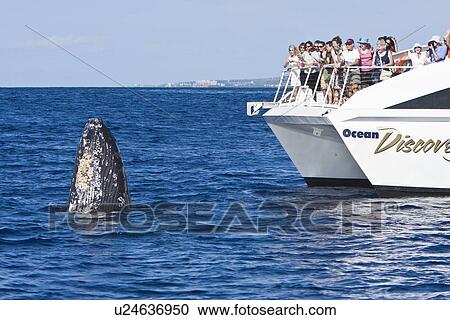Stock Image - Humpback whale (Megaptera novaeangliae) in the AuAu Channel between the islands of Maui and Lanai, Hawaii, USA. Each year humpback whales return to these waters in the winter and spring to mate and give birth to their calves. In the summer and fall they s. Fotosearch