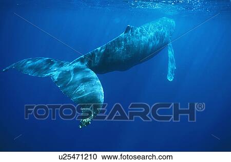 Stock Image - Humpback whale (Megaptera novaeangliae) resting at surface. Hawaii, USA.. Fotosearch