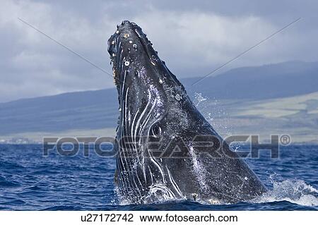 Humpback whale (Megaptera novaeangliae) in the AuAu Channel between the islands of Maui and Lanai, Hawaii, USA. Each year humpback whales return to these waters in the winter and spring to mate and give birth to their calves. In the summer and fall they s View Large Photo Image Stock Image - Humpback whale (Megaptera novaeangliae) in the AuAu Channel between the islands of Maui and Lanai, Hawaii, USA. Each year humpback whales return to these waters in the winter and spring to mate and give birth to their calves. In the summer and fall they s. Fotosearch