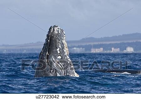 Humpback whale (Megaptera novaeangliae) in the AuAu Channel between the islands of Maui and Lanai, Hawaii, USA. Each year humpback whales return to these waters in the winter and spring to mate and give birth to their calves. In the summer and fall they s View Large Photo Image Stock Image - Humpback whale (Megaptera novaeangliae) in the AuAu Channel between the islands of Maui and Lanai, Hawaii, USA. Each year humpback whales return to these waters in the winter and spring to mate and give birth to their calves. In the summer and fall they s. Fotosearch