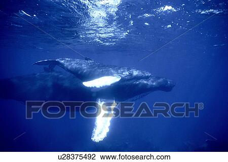Stock Image - Humpback Whale (Megaptera novaeangliae) mother and calf. Silver Banks, Dominican Republic.. Fotosearch