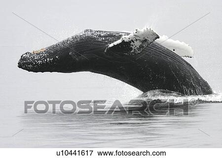 Humpback Whale (Megaptera novaeangliae) Adult breaching near the Five Fingers Island Group in Southeast Alaska, USA. Pacific Ocean. View Large Photo Image Stock Photo - Humpback Whale (Megaptera novaeangliae) Adult breaching near the Five Fingers Island Group in Southeast Alaska, USA. Pacific Ocean.. Fotosearch