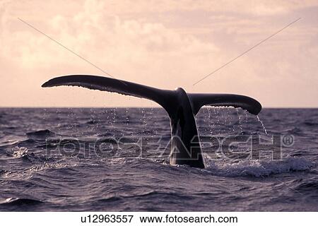 Humpback Whale (Megaptera novaeangliae) Adult - fluke-up dive at sunset. Silver Banks, Dominican Republic. View Large Photo Image Stock Photo - Humpback Whale (Megaptera novaeangliae) Adult - fluke-up dive at sunset. Silver Banks, Dominican Republic.. Fotosearch