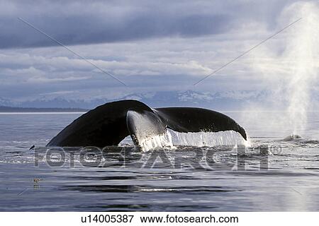 Stock Photo - Humpback Whale (Megaptera novaeangliae) Adult, fluke-up dive. Frederick Sound, Southeast Alaska, USA.. Fotosearch