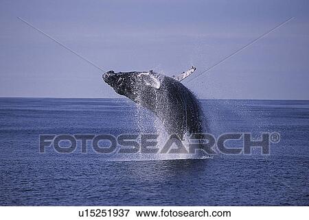 Stock Photo - Humpback whale, Megaptera novaeangliae, breaching, Monterey bay, California, USA, Pacific ocean, national marine sanctuary, endangered. Fotosearch