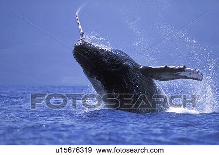 Stock Photo - Humpback Whale (Megaptera novaeangliae) Calf breaching/head-lunging in AuAu Channel near Maui, Hawaii, USA. Pacific Ocean.. Fotosearch