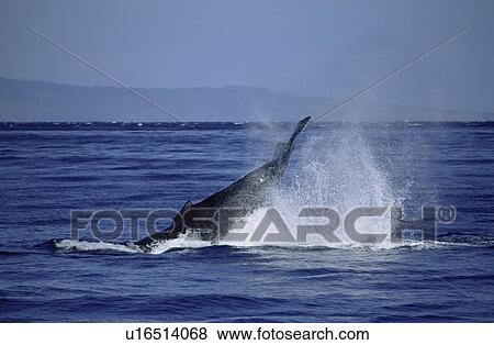 Stock Photo - Humpback whale (Megaptera novaeangliae) tail lobbing / tail throw. Hawaii, USA. Fotosearch
